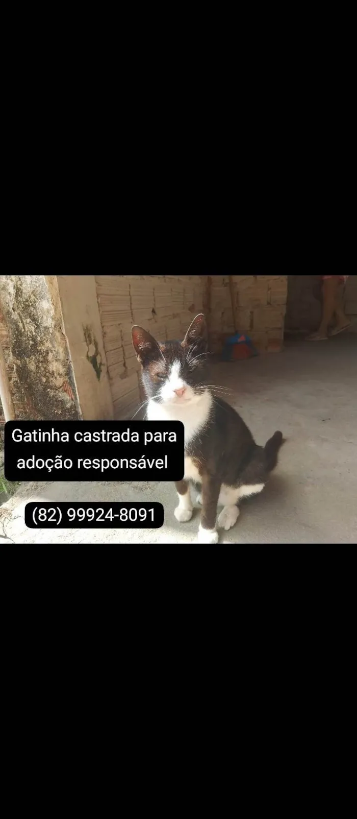 Gato ra a SRD-ViraLata idade 1 ano nome Sem nome 