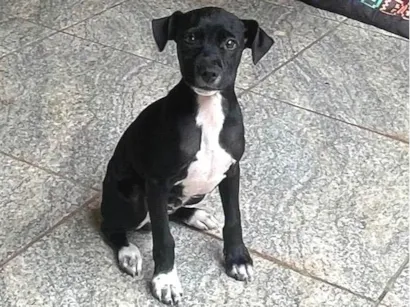Cachorro raça SRD-ViraLata idade 2 a 6 meses nome Scooby