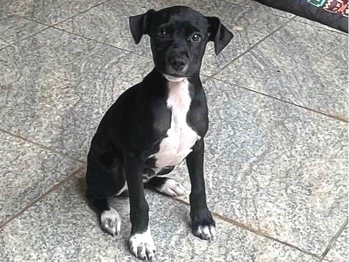 Cachorro ra a SRD-ViraLata idade 2 a 6 meses nome Scooby