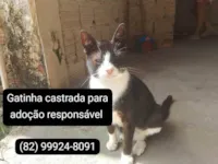 Gato ra a SRD-ViraLata idade 1 ano nome Sem nome 