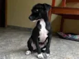 Cachorro ra a SRD-ViraLata idade 2 a 6 meses nome Scooby