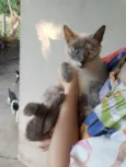 Gato ra a Siamês idade 2 anos nome Pequeninha