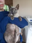 Gato ra a Siamês idade 2 anos nome Pequeninha