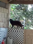 Gato ra a SRD-ViraLata idade 1 ano nome Kiki