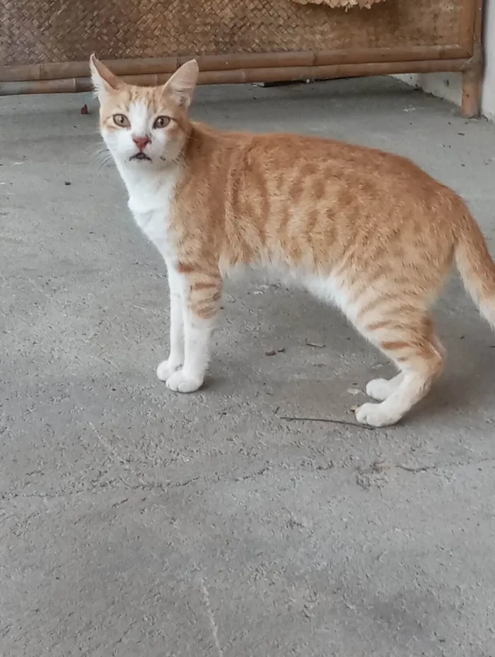 Gato ra a SRD-ViraLata idade 2 anos nome Sem nome 