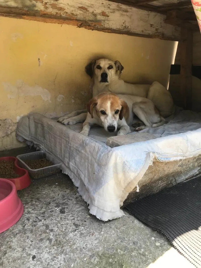 Cachorro ra a SRD-ViraLata idade 4 anos nome Glória e Zelda