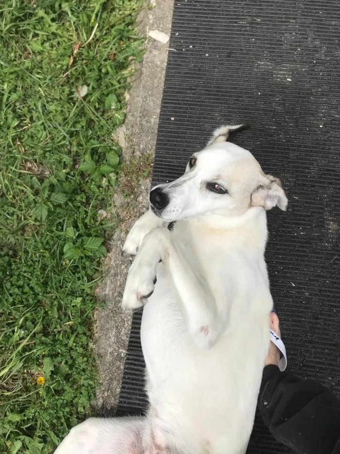 Cachorro ra a SRD-ViraLata idade 4 anos nome Glória e Zelda