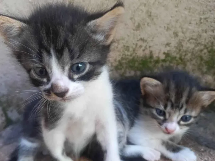 Gato ra a Exótico idade Abaixo de 2 meses nome Gatinhos 
