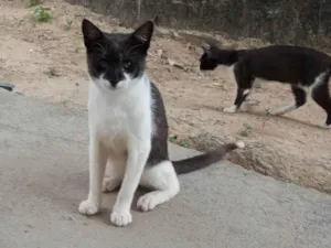 Gato raça SRD-ViraLata idade 7 a 11 meses nome Sem nome 