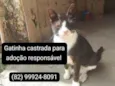 Gato raça SRD-ViraLata idade 1 ano nome Sem nome 
