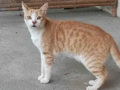 Gato ra a SRD-ViraLata idade 2 anos nome Sem nome 