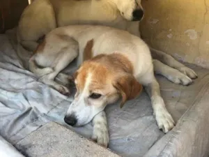 Cachorro ra a SRD-ViraLata idade 4 anos nome Glória e Zelda