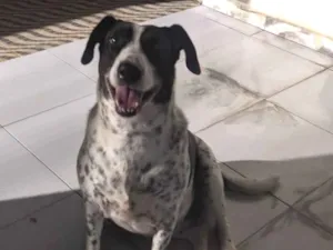 Cachorro raça SRD-ViraLata idade 2 anos nome Me ajude encontrar um lar e sair das ruas 