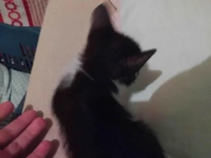 Gato raça SRD-ViraLata idade Abaixo de 2 meses nome Neko