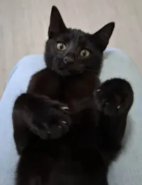 Gato raça SRD-ViraLata idade 2 a 6 meses nome Gustavo