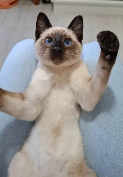 Gato ra a SRD-ViraLata idade 2 a 6 meses nome Frederico