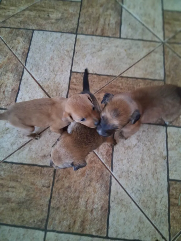 Cachorro ra a SRD-ViraLata idade Abaixo de 2 meses nome EVELIN PEREIRA DA COSTA