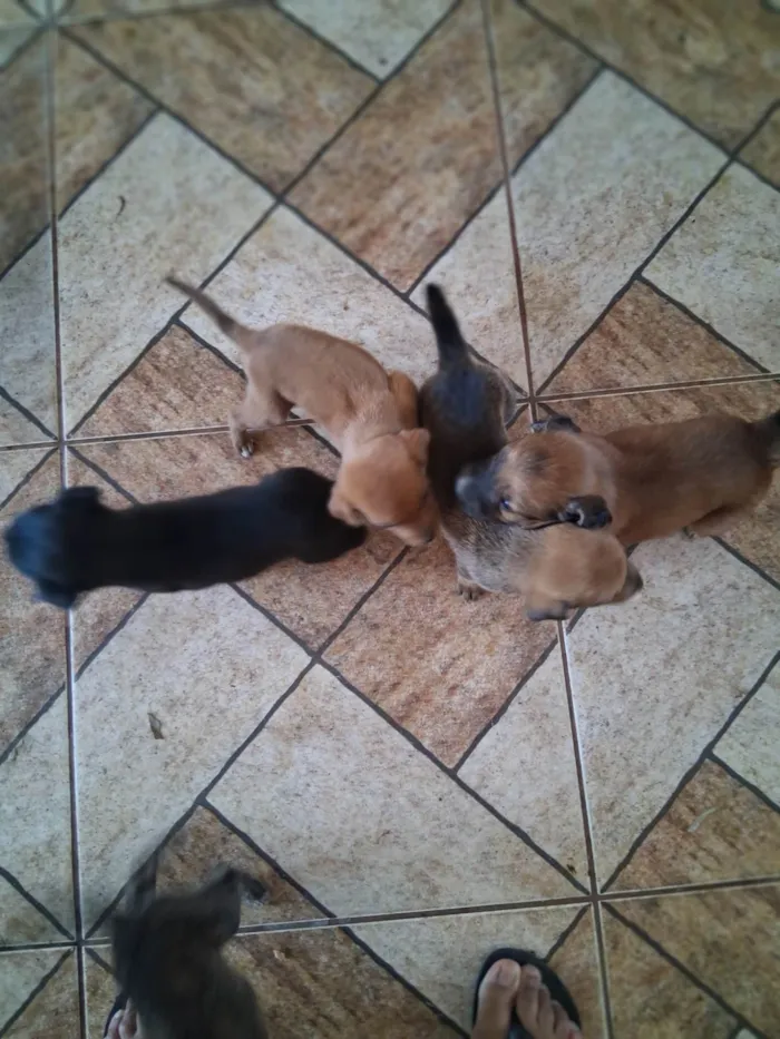 Cachorro ra a SRD-ViraLata idade Abaixo de 2 meses nome EVELIN PEREIRA DA COSTA