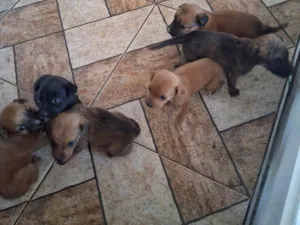 Cachorro ra a SRD-ViraLata idade Abaixo de 2 meses nome EVELIN PEREIRA DA COSTA