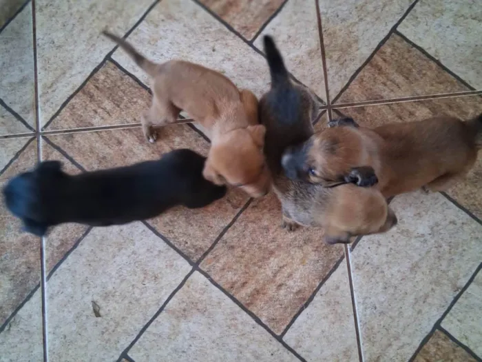 Cachorro ra a SRD-ViraLata idade Abaixo de 2 meses nome EVELIN PEREIRA DA COSTA