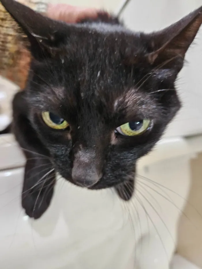 Gato ra a SRD-ViraLata idade 4 anos nome Margot 