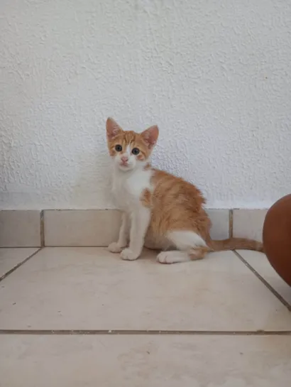Gato ra a SRD-ViraLata idade 2 a 6 meses nome Popo