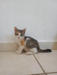 Gato ra a SRD-ViraLata idade 2 a 6 meses nome Alcione 