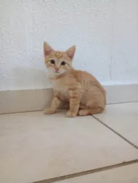 Gato ra a SRD-ViraLata idade 2 a 6 meses nome Mike