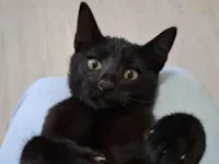 Gato raça SRD-ViraLata idade 2 a 6 meses nome Gustavo