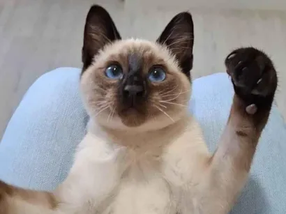 Gato raça SRD-ViraLata idade 2 a 6 meses nome Frederico