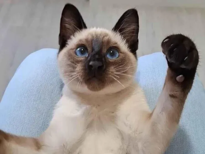 Gato raça SRD-ViraLata idade 2 a 6 meses nome Frederico