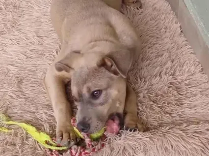 Cachorro raça Labrador idade 2 a 6 meses nome Maila