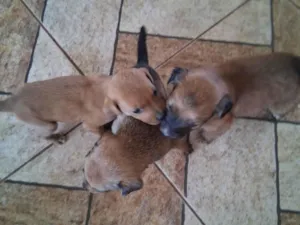 Cachorro ra a SRD-ViraLata idade Abaixo de 2 meses nome EVELIN PEREIRA DA COSTA