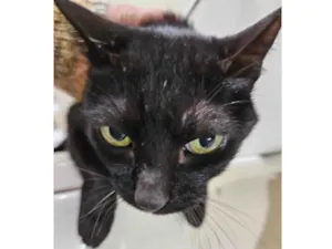 Gato ra a SRD-ViraLata idade 4 anos nome Margot 