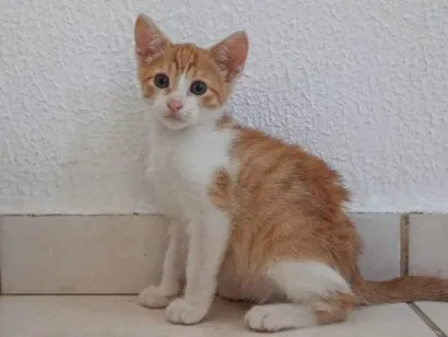 Gato raça SRD-ViraLata idade 2 a 6 meses nome Popo