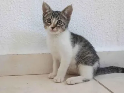 Gato raça SRD-ViraLata idade 2 a 6 meses nome Alciona