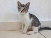 Gato ra a SRD-ViraLata idade 2 a 6 meses nome Alciona