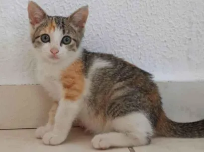 Gato raça SRD-ViraLata idade 2 a 6 meses nome Alcione 