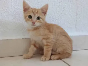 Gato ra a SRD-ViraLata idade 2 a 6 meses nome Mike