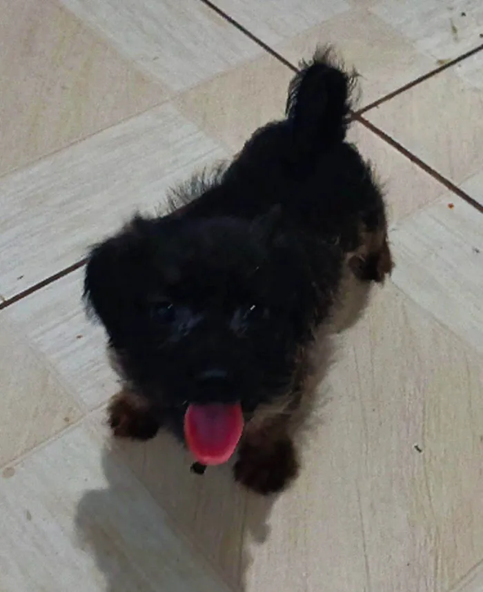 Cachorro ra a SRD-ViraLata idade 2 a 6 meses nome Lucky 