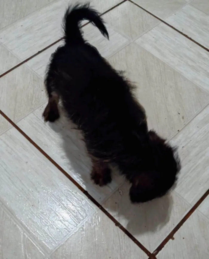 Cachorro ra a SRD-ViraLata idade 2 a 6 meses nome Lucky 
