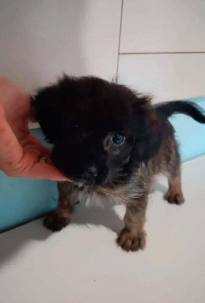 Cachorro ra a SRD-ViraLata idade 2 a 6 meses nome Lucky 