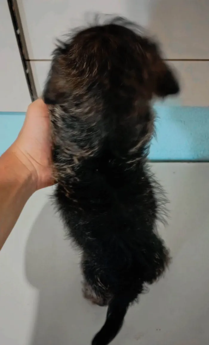 Cachorro ra a SRD-ViraLata idade 2 a 6 meses nome Lucky 