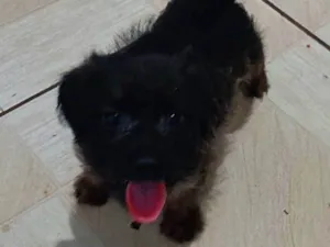 Cachorro ra a SRD-ViraLata idade 2 a 6 meses nome Lucky 