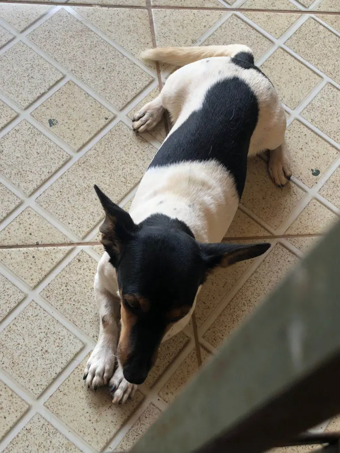 Cachorro ra a Sheepdog idade 7 a 11 meses nome DAVID DE CARVALHO RODRIGUES