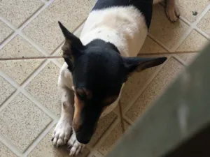 Cachorro ra a Sheepdog idade 7 a 11 meses nome DAVID DE CARVALHO RODRIGUES