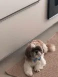 Cachorro ra a Shitzu idade 6 ou mais anos nome Snoopy