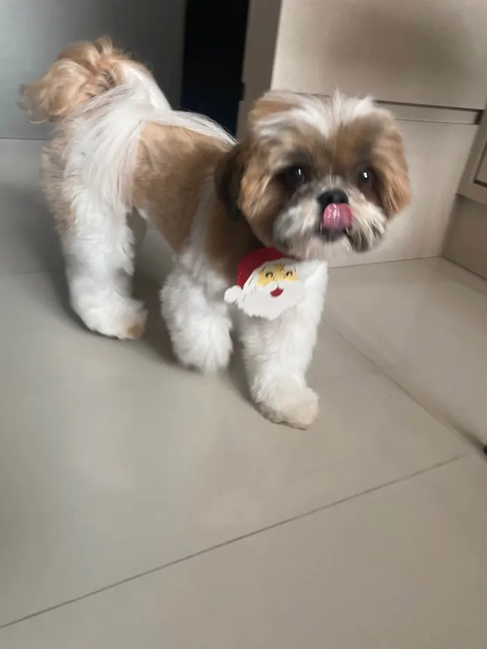 Cachorro ra a Shitzu idade 6 ou mais anos nome Snoopy