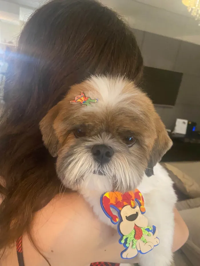 Cachorro ra a Shitzu idade 6 ou mais anos nome Snoopy