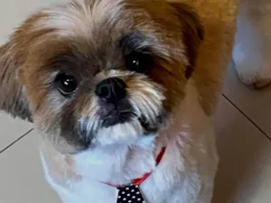 Cachorro raça Shitzu idade 6 ou mais anos nome Snoopy